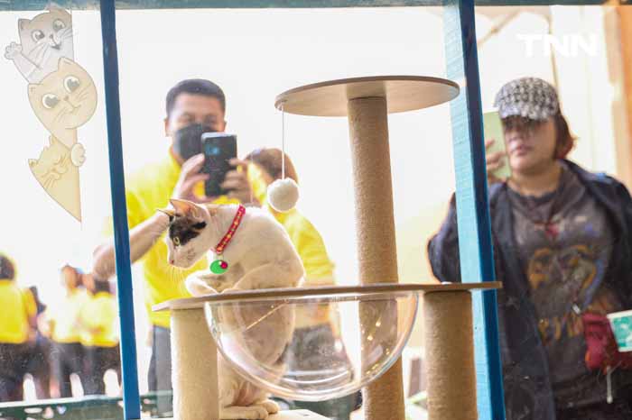 กทม.ชวนหาบ้านให้น้องแมว พบป่ะคนรักสัตว์ในงาน BKK EXPO 2024 กทม.ชวนหาบ้านให้น้องแมว พบป่ะคนรักสัตว์ในงาน BKK EXPO 2024