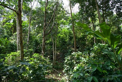 เครือซีพี เดินหน้า “สบขุ่น โมเดล” ฟื้นฟูป่าภาคเหนือ ลดปัญหาหมอกควัน PM 2.5 ใน จ.น่าน เครือซีพี เดินหน้า “สบขุ่น โมเดล” ฟื้นฟูป่าภาคเหนือ ลดปัญหาหมอกควัน PM 2.5 ใน จ.น่าน