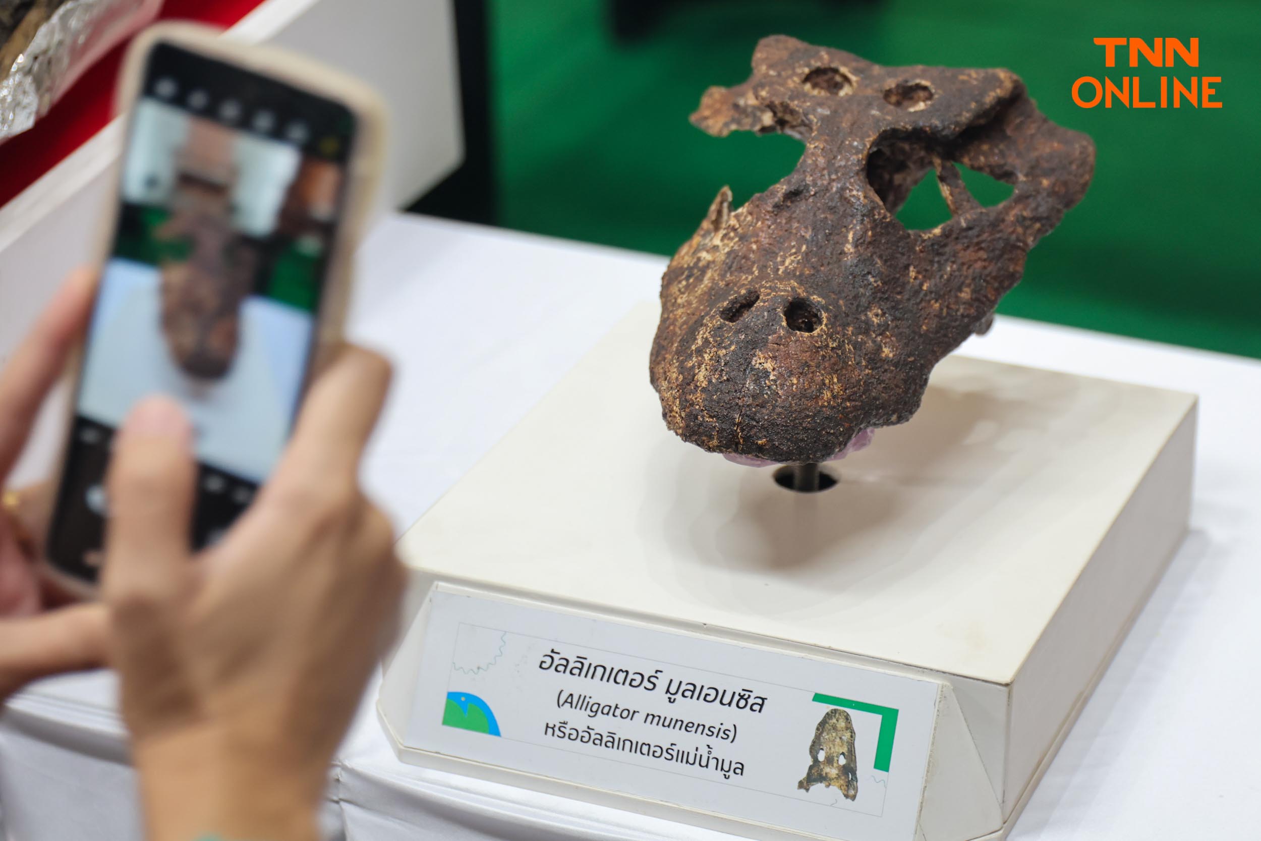 สายพันธุ์ใหม่ของโลก พบในไทยซากดึกดำบรรพ์อัลลิเกเตอร์ สายพันธุ์ใหม่ของโลก พบในไทยซากดึกดำบรรพ์อัลลิเกเตอร์