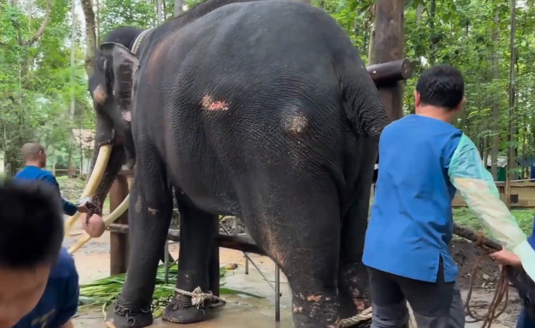 อัปเดตล่าสุดอาการ “พลายศักดิ์สุรินทร์” ตรวจพบขาซ้ายผิดปกติ อัปเดตล่าสุดอาการ “พลายศักดิ์สุรินทร์” ตรวจพบขาซ้ายผิดปกติ