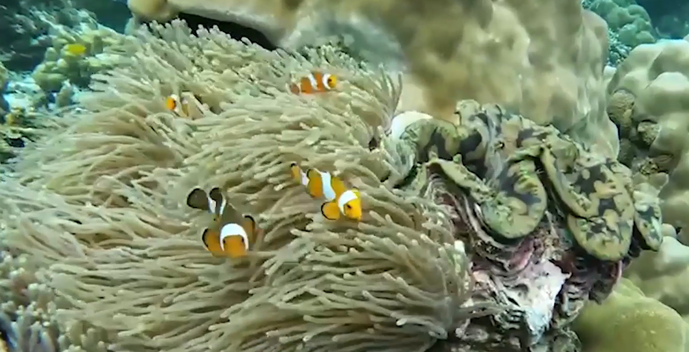 เกาะกระดาน ฟีเวอร์! ห้องพักช่วงเมษายน-พฤษภาคม ถูกจองเต็มหมดแล้ว!