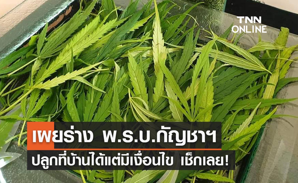 อย.เผยร่าง "พ.ร.บ.กัญชาฯ" ปลูกที่บ้านได้แต่มีเงื่อนไข เช็กเลยที่นี่!