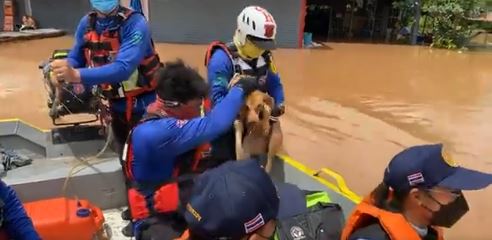 เล็ก ฝันเด่น รุดช่วยสุนัขลอยน้ำ!! หลังลงพื้นที่ช่วยน้ำท่วม