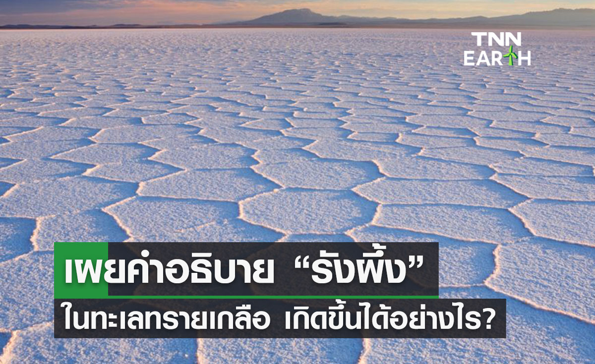 เผยคำอธิบาย “รังผึ้ง” ในทะเลทรายเกลือ เกิดขึ้นได้อย่างไร?