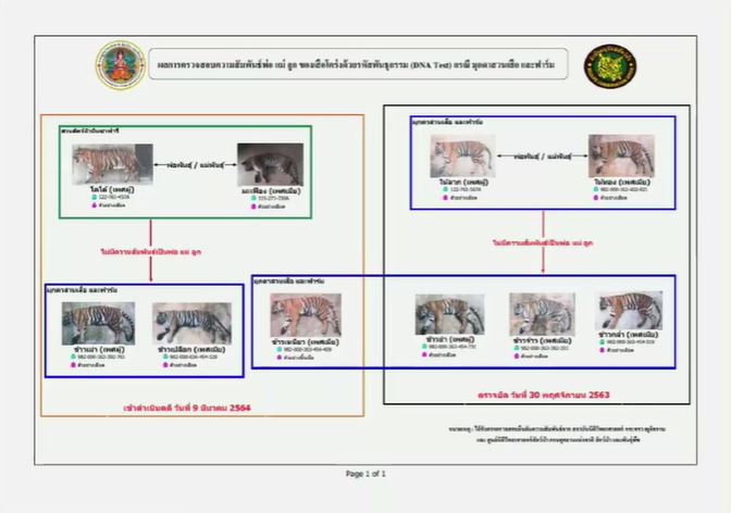 แจ้งข้อหา มุกดาสวนเสือฯ พบ 3 เสือโคร่ง DNA ไม่ตรงปก