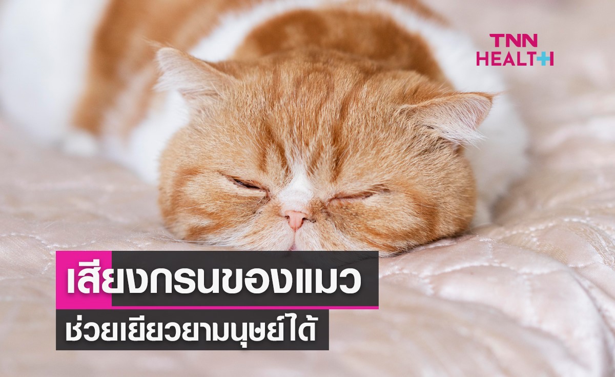 มหัศจรรย์ "เสียงกรนของแมว" ช่วยทำให้เจ้าพวกมนุษย์สุขภาพดีขึ้น