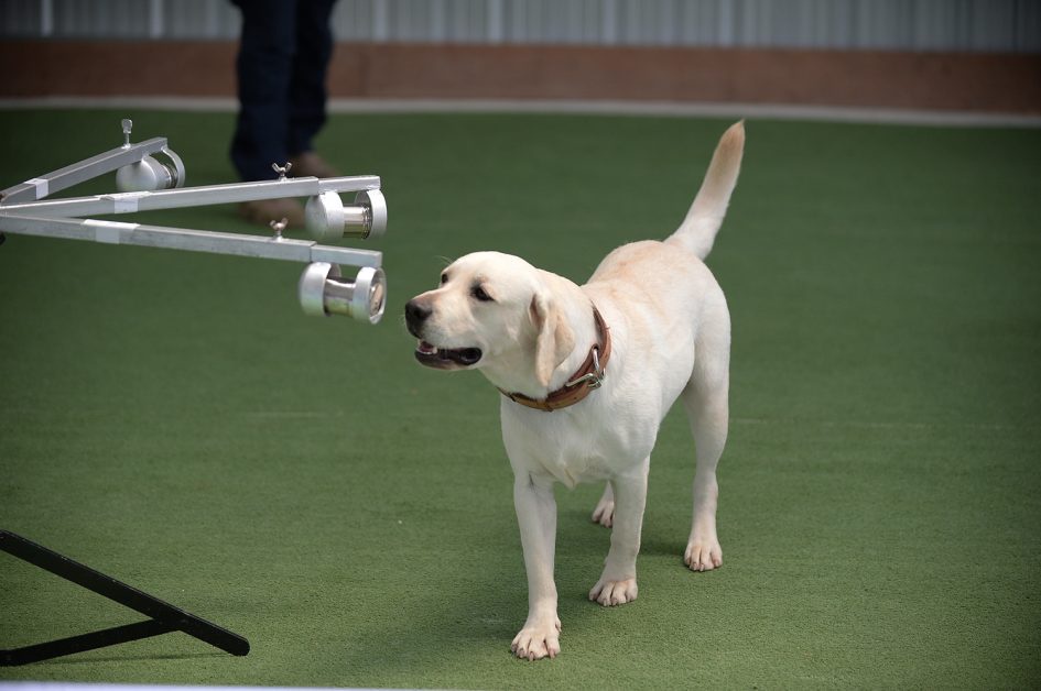 ครั้งแรกในไทย! จุฬาฯวิจัยสำเร็จ สุนัขดมกลิ่นค้นผู้ติดเชื้อโควิด
