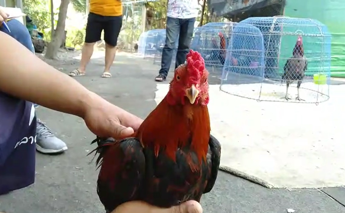 ฮือฮา! ไก่ชนตาเพชร เจ้าของไม่ขายแม้จะมีคนให้ราคาครึ่งแสน ฮือฮา! ไก่ชนตาเพชร เจ้าของไม่ขายแม้จะมีคนให้ราคาครึ่งแสน