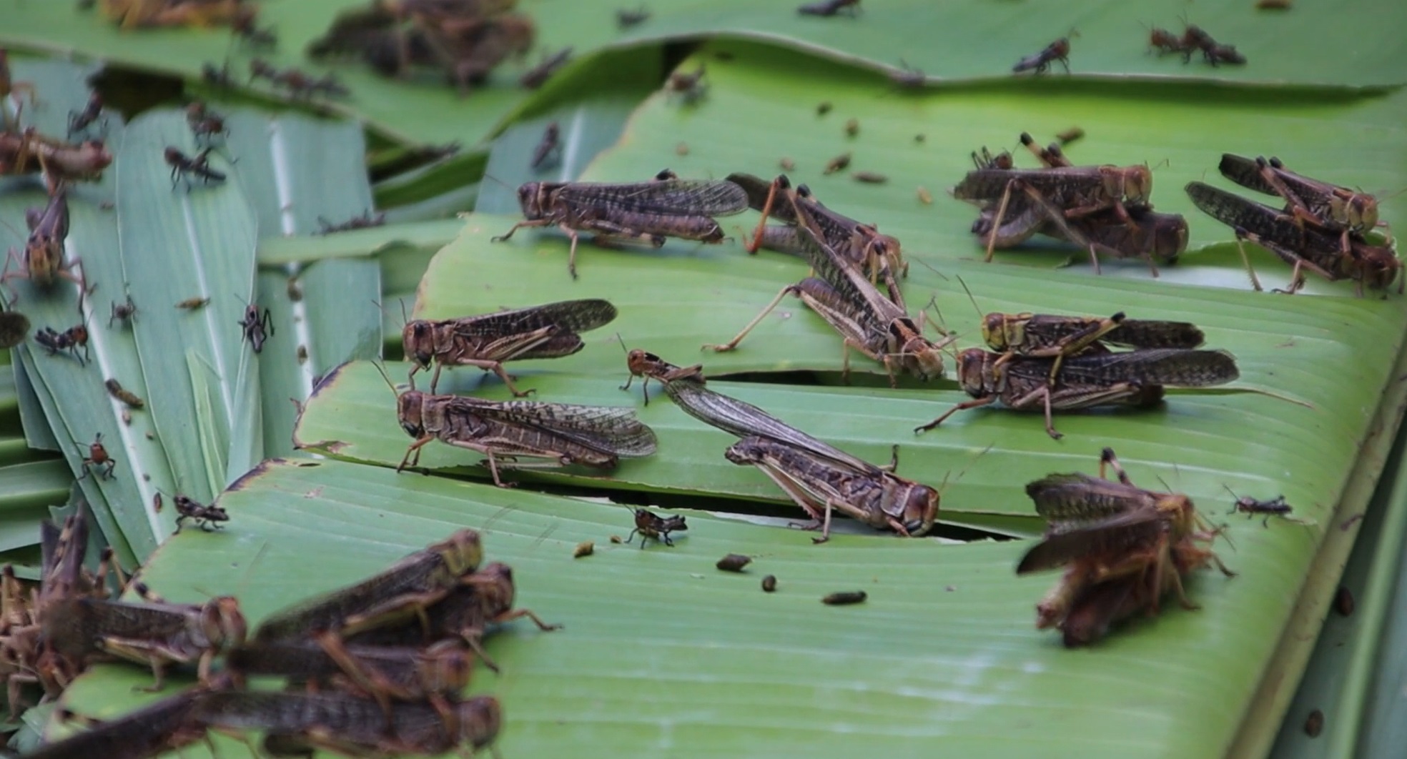 ตั๊กแตนปาทังก้าฟีเวอร์! สร้างรายได้ 3-5 หมื่นบาทต่อเดือน