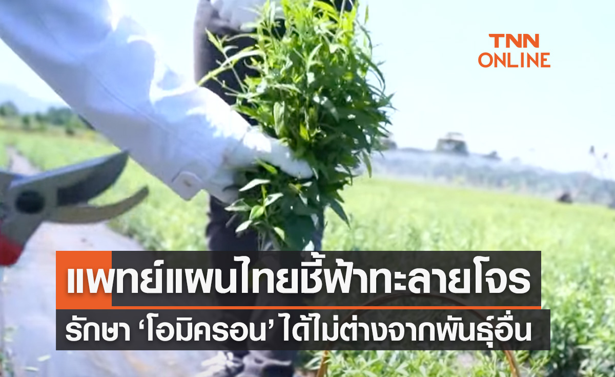 ฟ้าทะลายโจรรักษา"โอมิครอน"ได้ไม่ต่างสายพันธุ์อื่น 