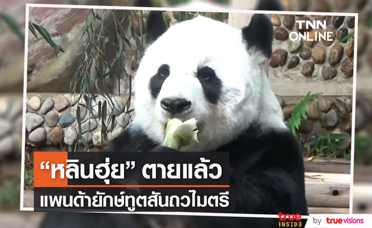 "หลินฮุ่ย" แพนด้ายักษ์ อายุ 21 ปี ตายแล้ว