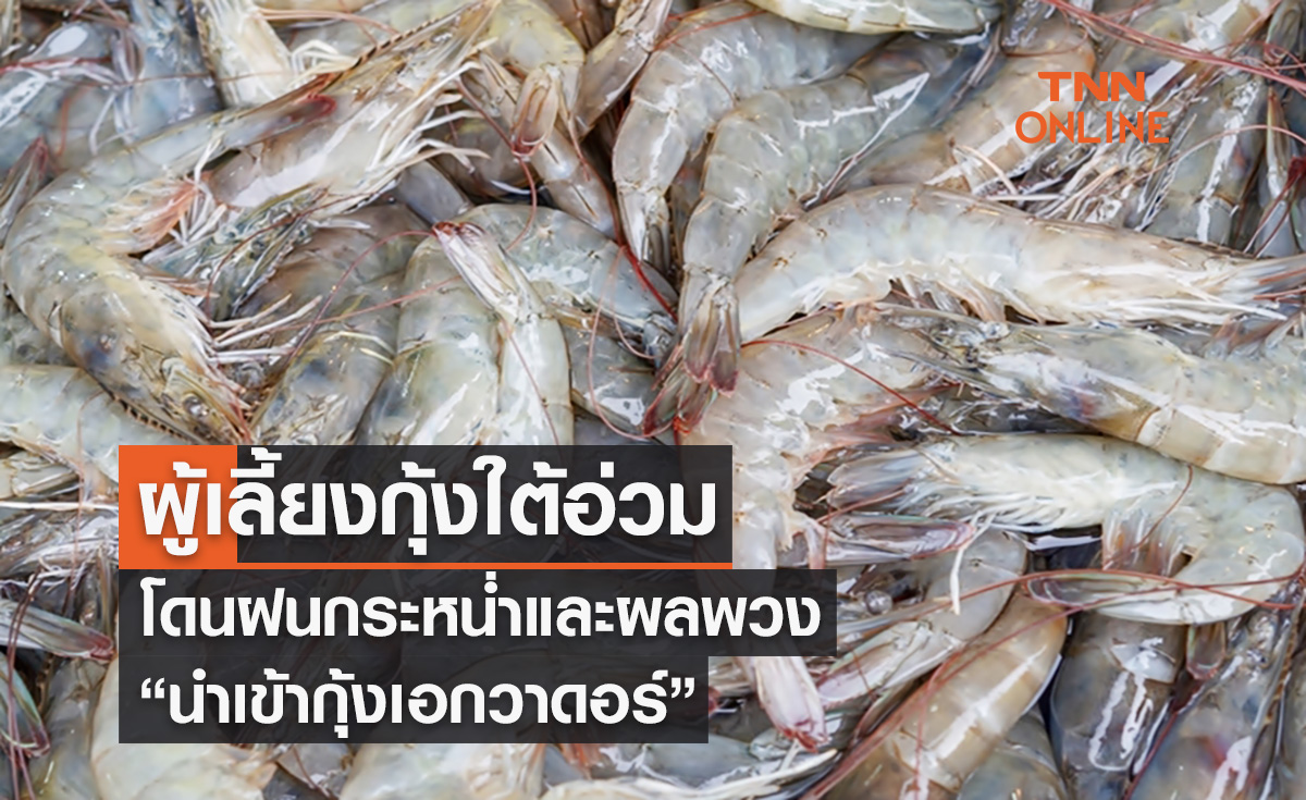 ผู้เลี้ยงกุ้งใต้อ่วม โดนฝนกระหน่ำและผลพวง “นำเข้ากุ้งเอกวาดอร์” 