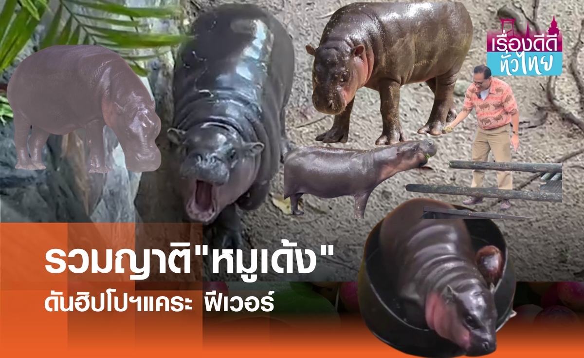 รวมญาติ"หมูเด้ง" ฮิปโปฯแคระไอคอนแห่งยุค  | เรื่องดีดีทั่วไทย