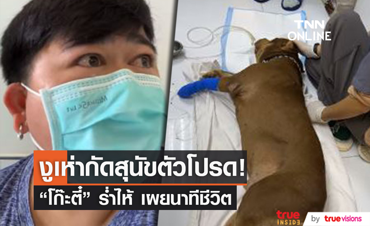 รอดูอาการ! "โก๊ะตี๋" ร่ำไห้ สุนัขตัวโปรดโดนงูเห่ากัด