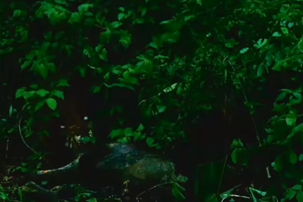 หาดูยาก! เปิดคลิป เสือโคร่ง ที่อุทยานฯแม่วงก์ หาดูยาก! เปิดคลิป เสือโคร่ง ที่อุทยานฯแม่วงก์