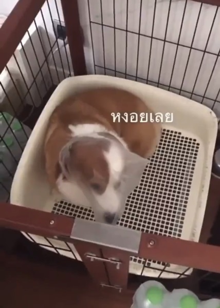 ขอจบดราม่า!! ปิ๊ง จิดาภา ได้รับผลกรรมที่ทำแล้ว ทั้งขาดรายได้และไม่มีงาน!! ขอจบดราม่า!! ปิ๊ง จิดาภา ได้รับผลกรรมที่ทำแล้ว ทั้งขาดรายได้และไม่มีงาน!!