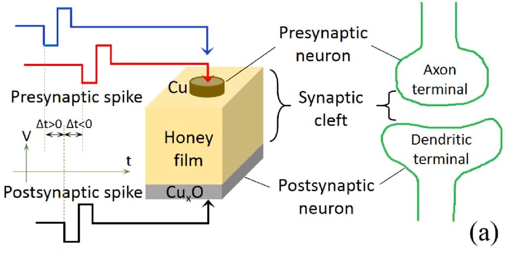 ชิปประมวลผลจาก น้ำผึ้ง ย่อยสลายง่าย ไม่เกิดขยะอิเล็กทรอนิกส์