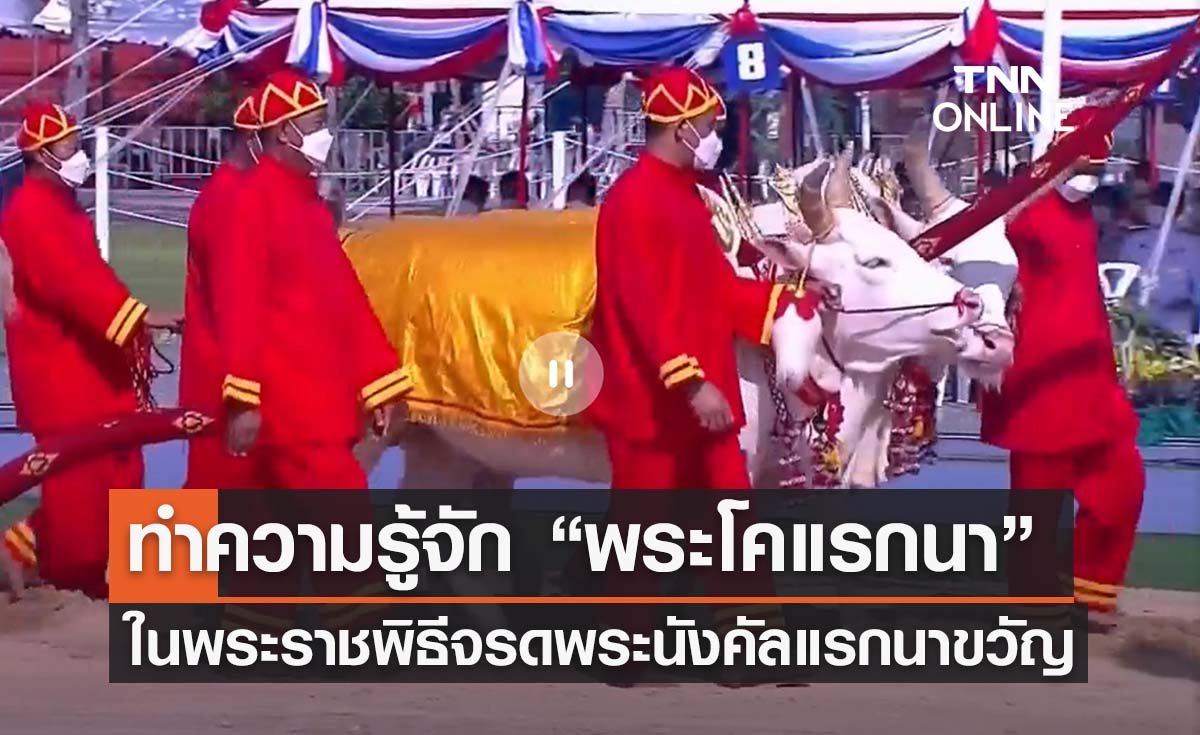 วันพืชมงคล 2565 ทำความรู้จัก “พระโคแรกนา” ในพระราชพิธีจรดพระนังคัลแรกนาขวัญ 