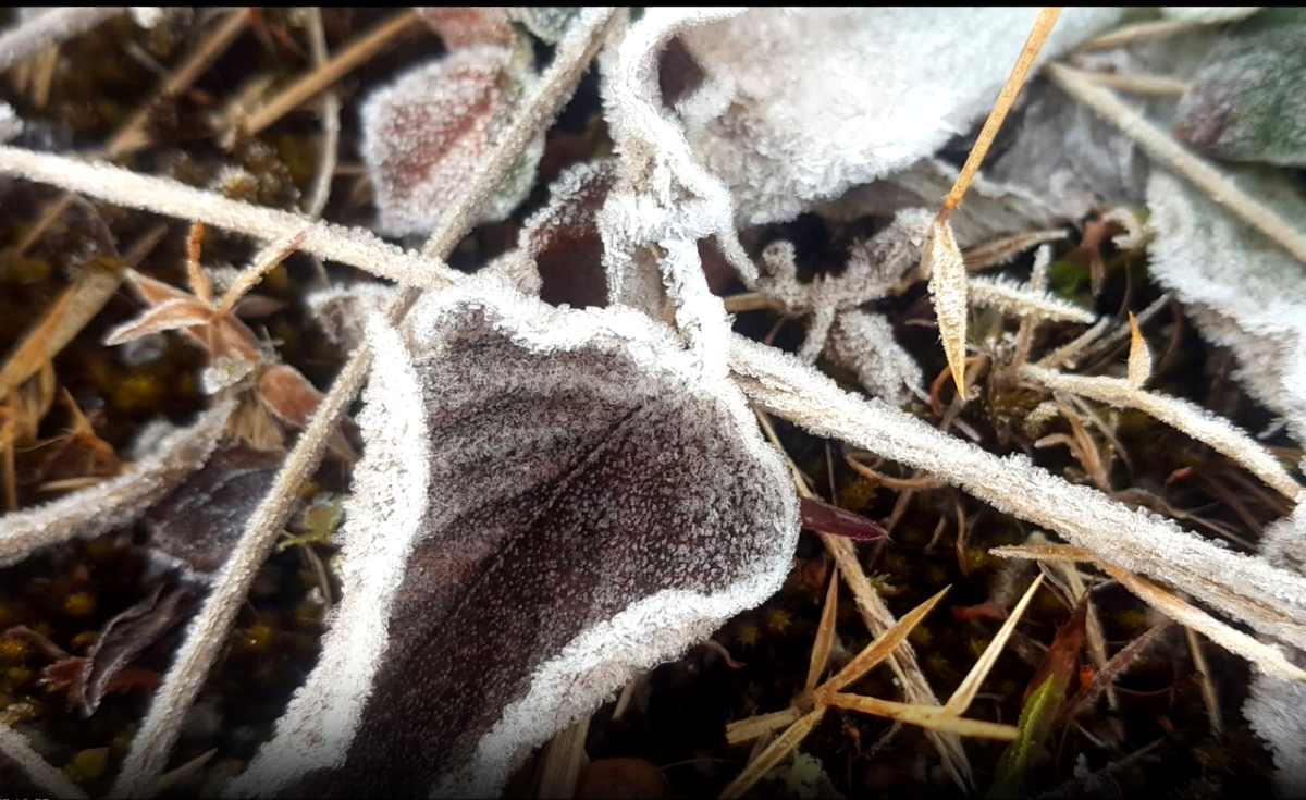 ดอยอินทนนท์หนาวจัด ยอดหญ้า 0.9 องศาฯ 