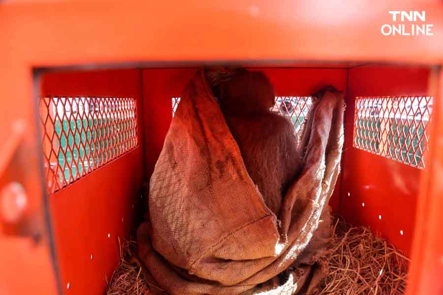 3 อุรังอุตังกลับบ้าน ไทยส่งมอบอุรังอุตังคืนอินโดนีเซีย