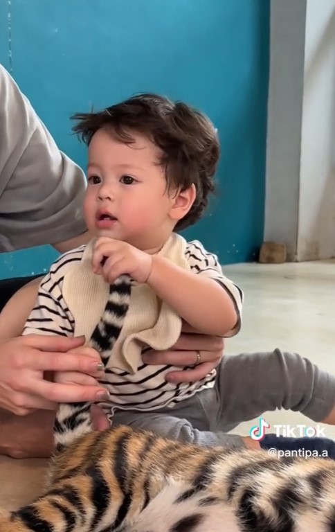  ปุ้มปุ้ย อวดโมเมนต์สุดน่ารัก น้องไซอัลบลู ทำพีคจัด เจอเสือครั้งแรก! 