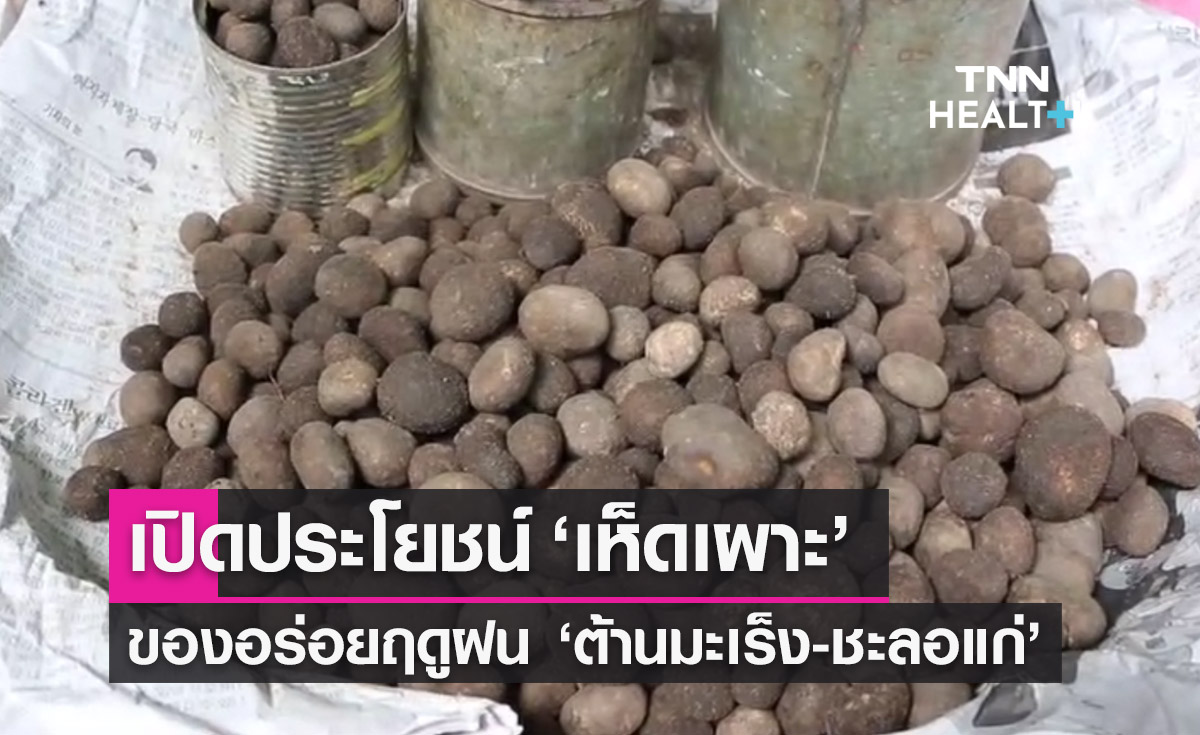เปิดประโยชน์ ‘เห็ดเผาะ’ ของอร่อยฤดูฝน ‘ต้านมะเร็ง-ชะลอแก่’