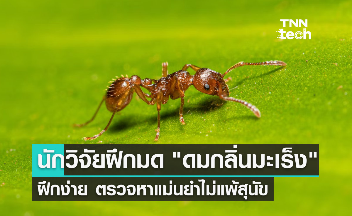 มดดมกลิ่น "มะเร็ง" ฝึกง่าย ตรวจหาแม่นยำไม่แพ้สุนัข