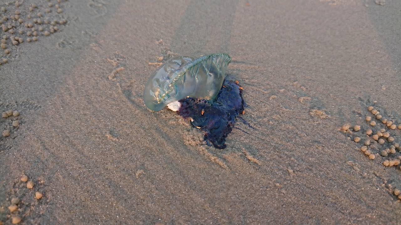 โดนพิษแมงกะพรุน แนะวิธีปฐมพยาบาล ห้ามใช้น้ำอะไรล้าง?