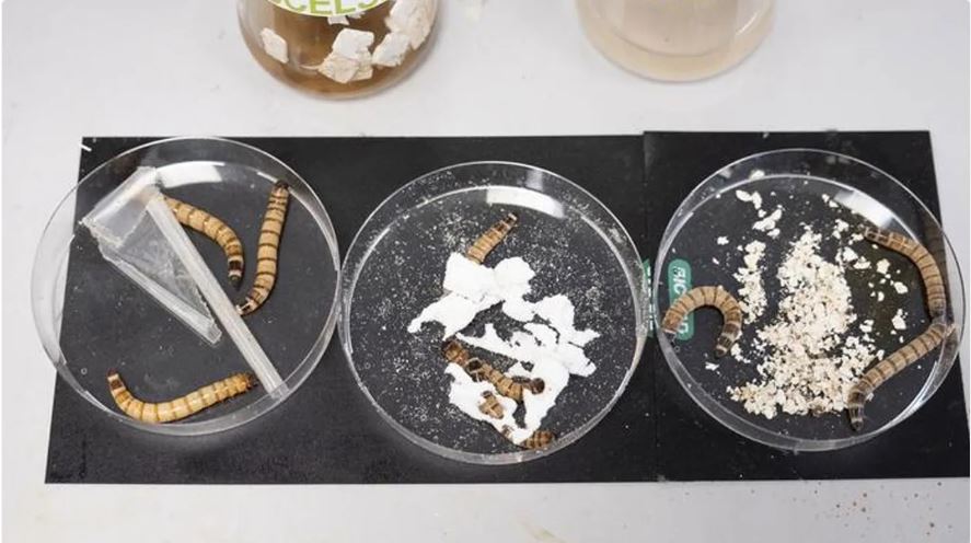 สิงคโปร์วิจัยหนอนยักษ์ “Superworm” กินพลาสติกเป็นอาหาร เพื่อการกำจัดขยะแนวใหม่ สิงคโปร์วิจัยหนอนยักษ์ “Superworm” กินพลาสติกเป็นอาหาร เพื่อการกำจัดขยะแนวใหม่