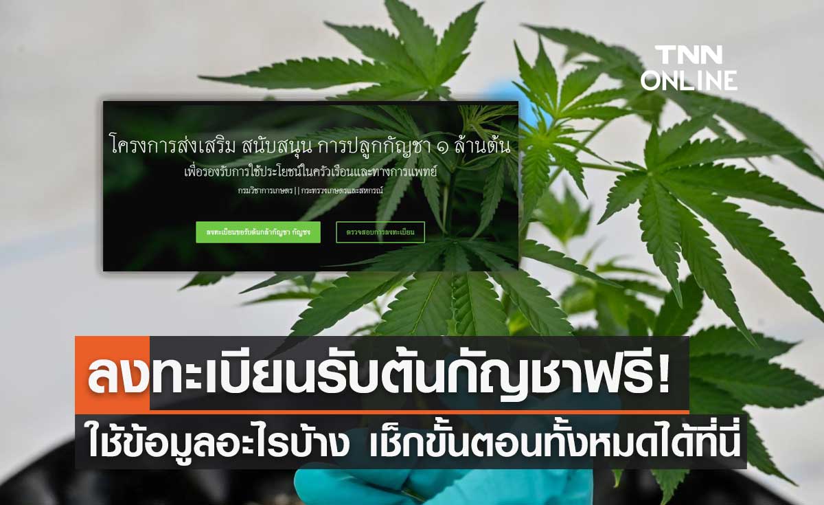ลงทะเบียนรับต้นกัญชาฟรี ต้องกรอกข้อมูลอะไรบ้าง เช็กขั้นตอนทั้งหมดที่นี่!