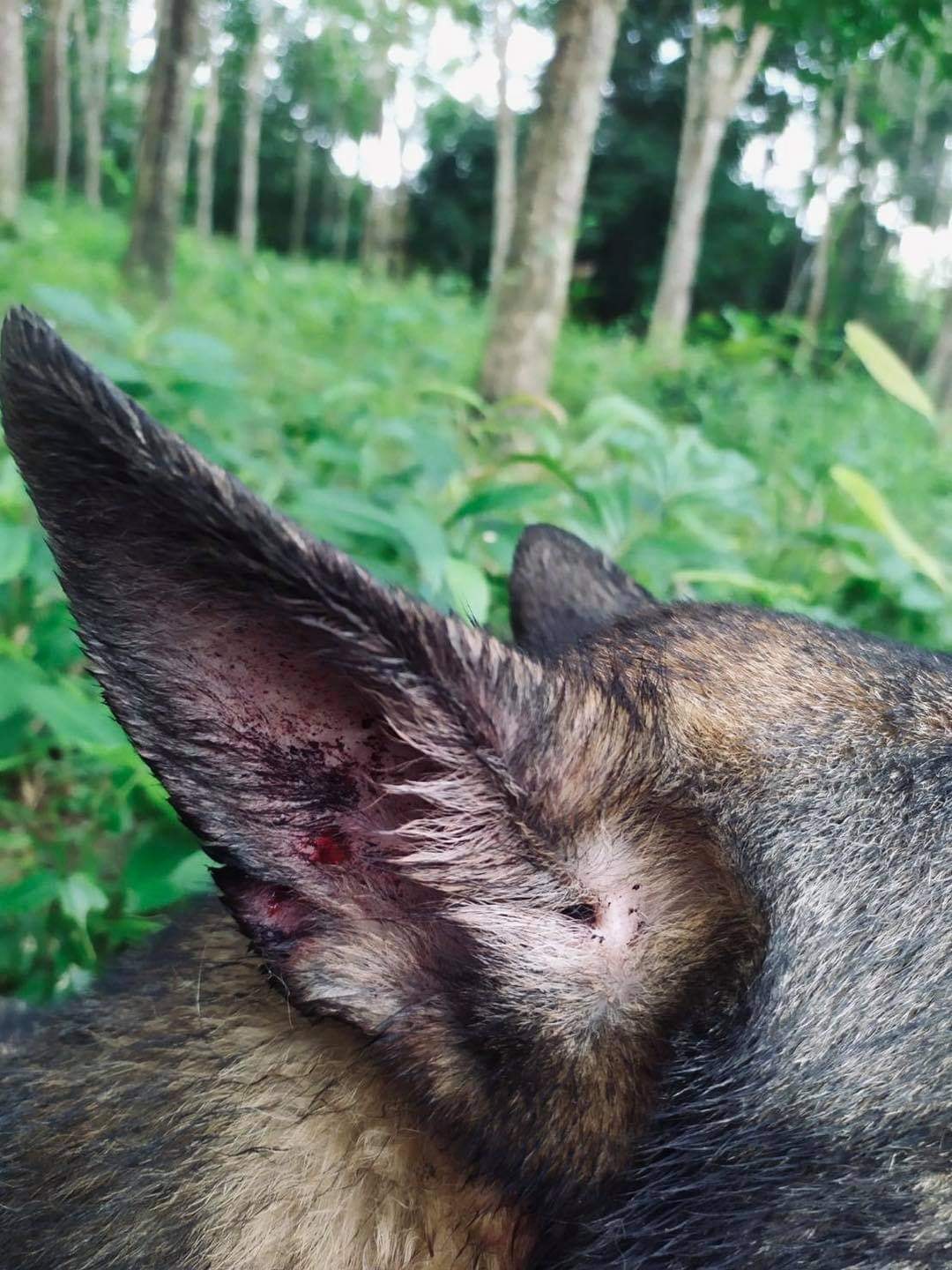 ยกย่อง ‘เจ้าโลฮาน’ สุนัขทหารรับกระสุนผู้ก่อการร้าย 3จว.ใต้บาดเจ็บ