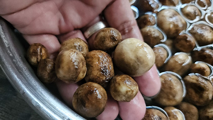 ‘เห็ดถอบ - เห็ดเผาะ’ ของอร่อยฤดูฝนสังเกตอย่างไร ไม่ใช่เห็ดพิษ 