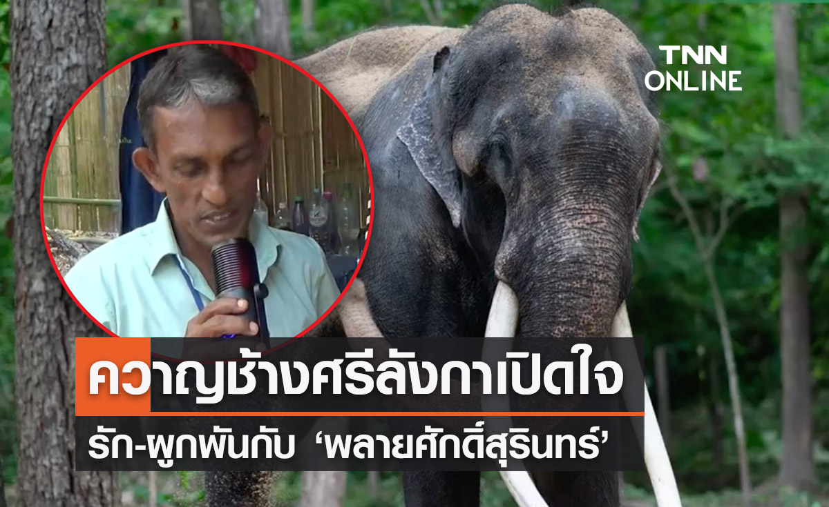 ควาญศรีลังกาเผยผูกพัน ‘พลายศักดิ์สุรินทร์’ หลังดูแลมา 6 เดือน