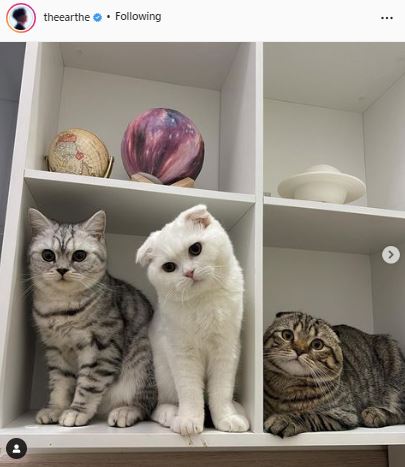 เอิร์ท พิรพัฒน์ รับเสียหายหลายแสน หลังเลี้ยงแมว เผย ตอนนี้ 3 ตัวพอแล้ว 