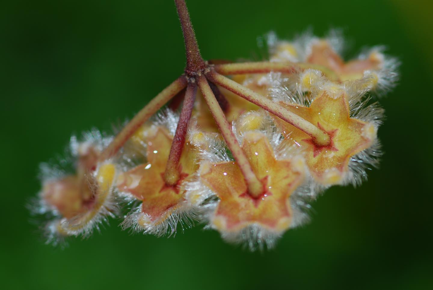 เปิดภาพ โฮย่าสอยดาว พรรณไม้หายากจากป่าตะวันออก เปิดภาพ โฮย่าสอยดาว พรรณไม้หายากจากป่าตะวันออก