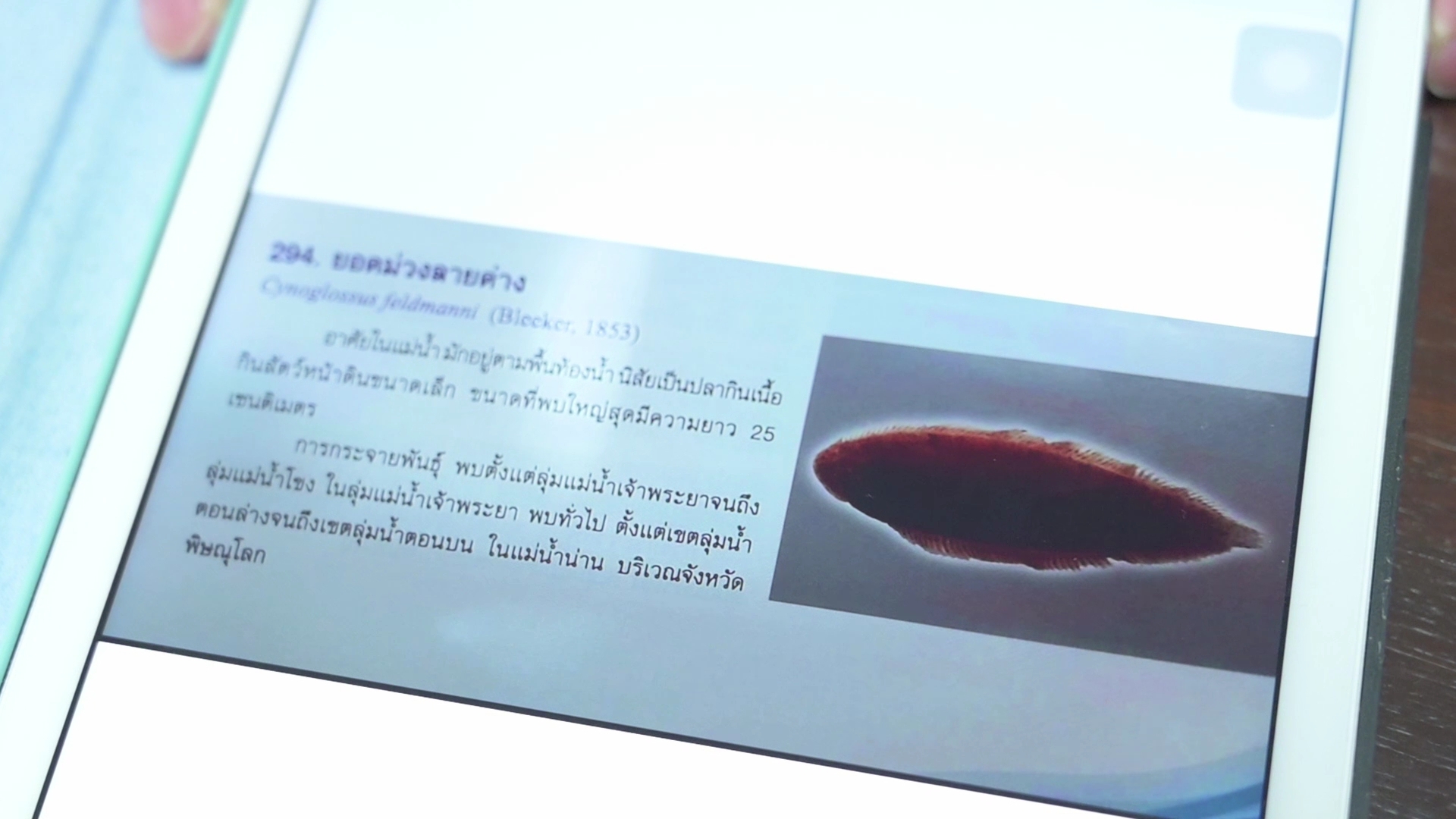 รู้แล้ว! ปลาประหลาด ในคลองพระองค์เจ้าไชยานุชิต