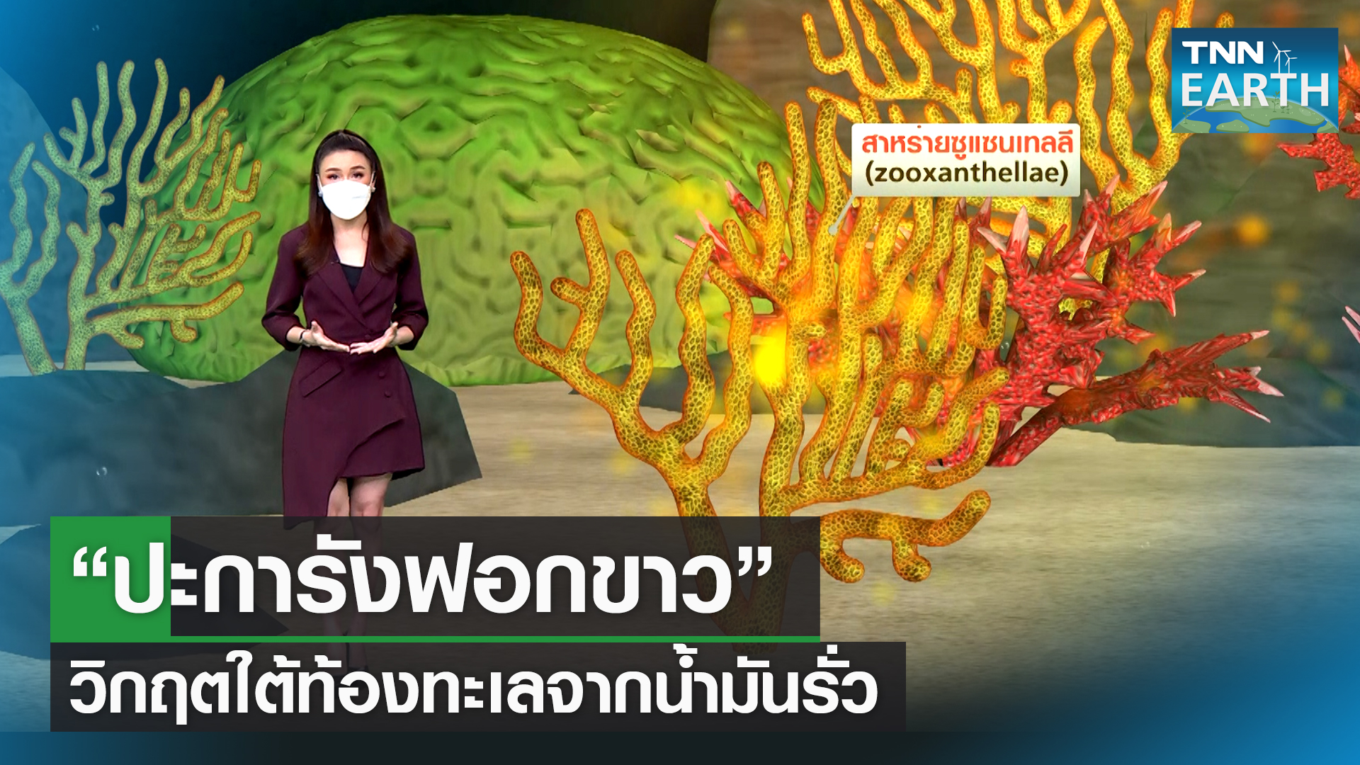 "ปะการังฟอกขาว" วิกฤตใต้ท้องทะเลจากน้ำมันรั่ว