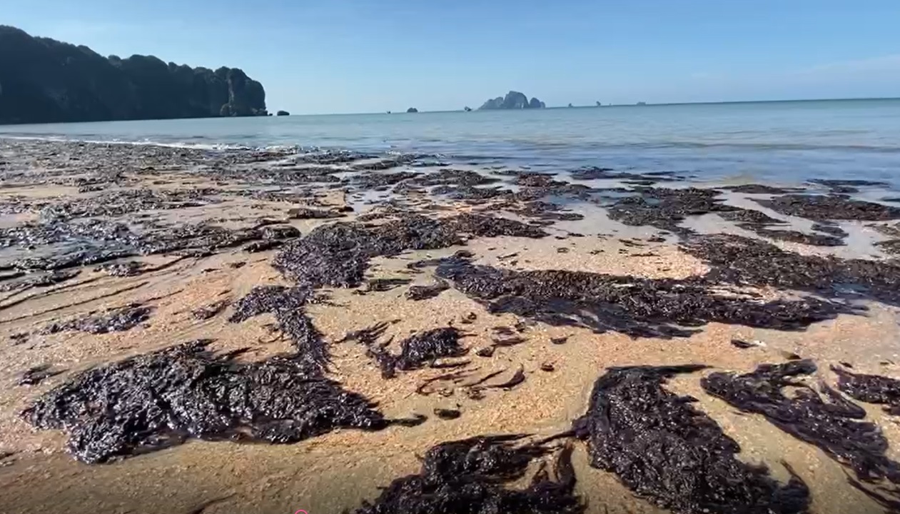 โผล่อีก! สาหร่ายทะเล ถูกคลื่นซัดหาดอ่าวนาง โผล่อีก! สาหร่ายทะเล ถูกคลื่นซัดหาดอ่าวนาง