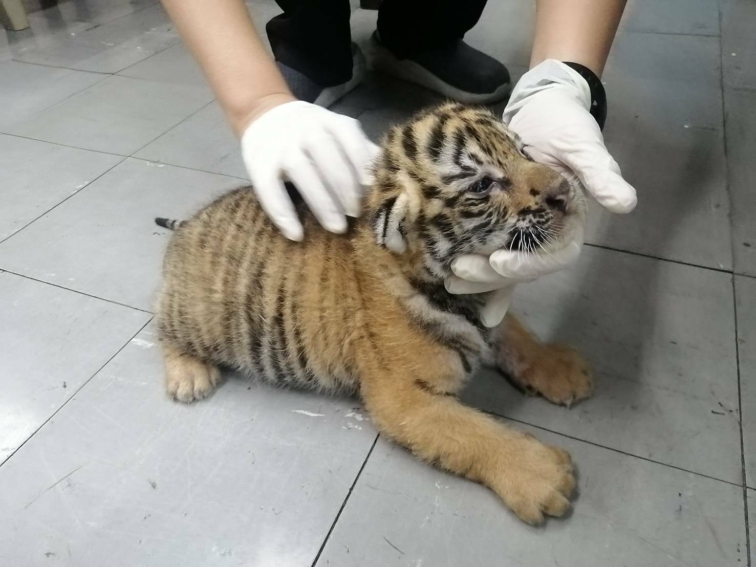 เปิดภาพล่าสุด “น้องขวัญ” เสือโคร่งของกลาง เน็ตไอดอลตัวใหม่ขวัญใจพี่ๆ