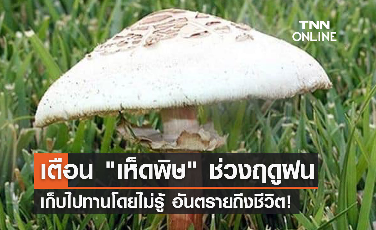 ฤดูฝนต้องระวัง "เห็ดพิษ" เก็บไปทานโดยไม่รู้ อันตรายถึงชีวิต!