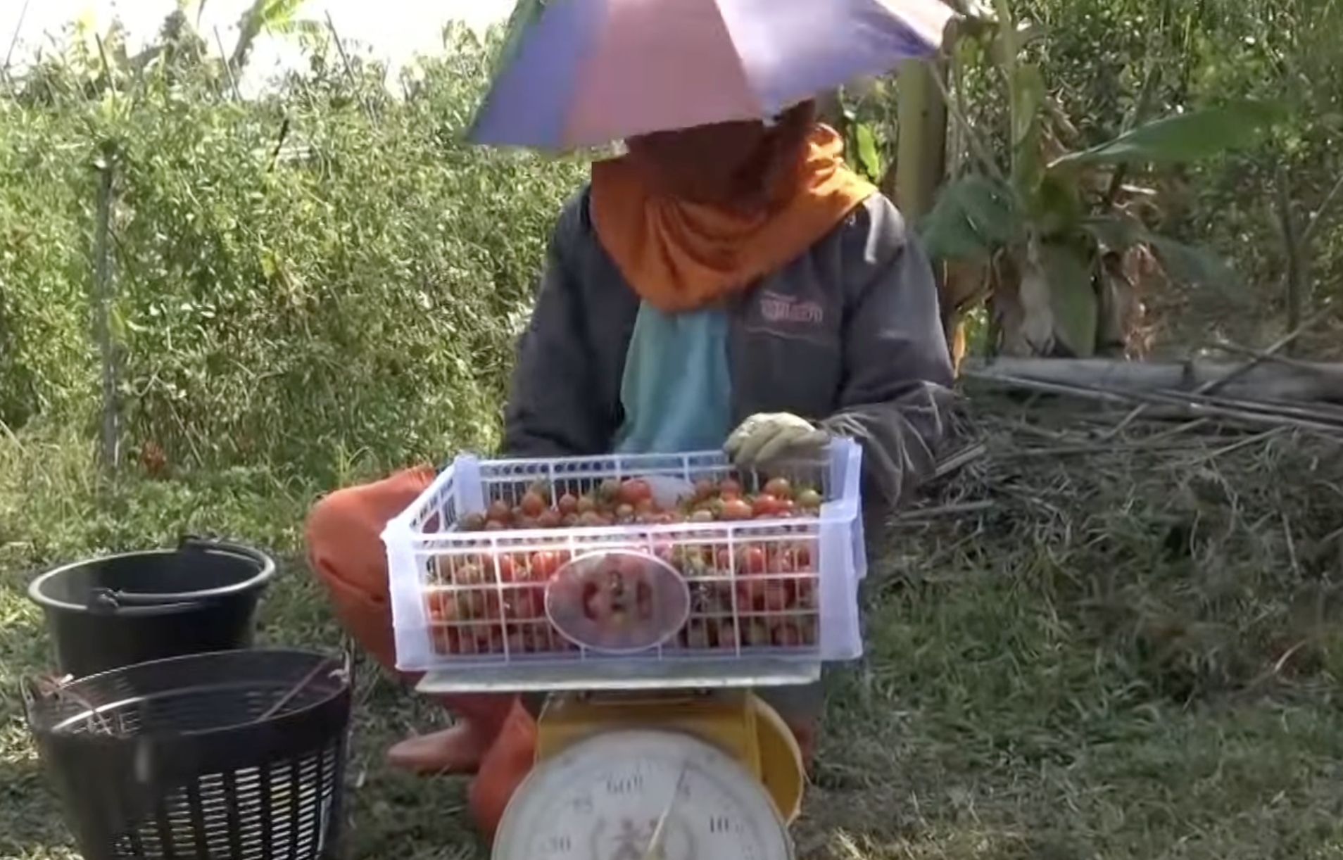 ปลูกมะเขือเทศราชินีริมฝั่งโขง ผลผลิตดี รายได้งาม ปลูกมะเขือเทศราชินีริมฝั่งโขง ผลผลิตดี รายได้งาม