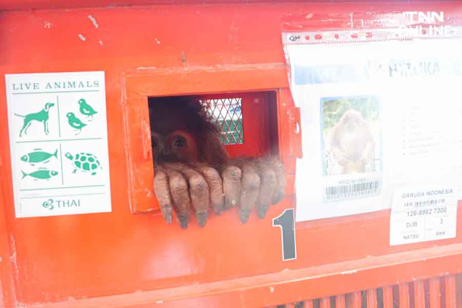 3 อุรังอุตังกลับบ้าน ไทยส่งมอบอุรังอุตังคืนอินโดนีเซีย 3 อุรังอุตังกลับบ้าน ไทยส่งมอบอุรังอุตังคืนอินโดนีเซีย