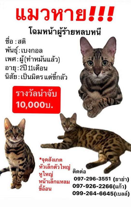 เฌอเบลล์ แมวหาย สายพันธุ์เบงกอล พบมีรางวัลให้ วอนอย่าบอกว่าน้องถูกกินไปแล้ว เฌอเบลล์ แมวหาย สายพันธุ์เบงกอล พบมีรางวัลให้ วอนอย่าบอกว่าน้องถูกกินไปแล้ว