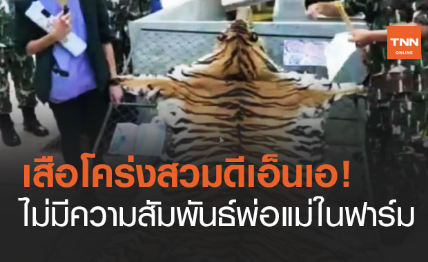 แจ้งข้อหา "มุกดาสวนเสือฯ" พบเสือโคร่ง DNA ไม่ตรงปก