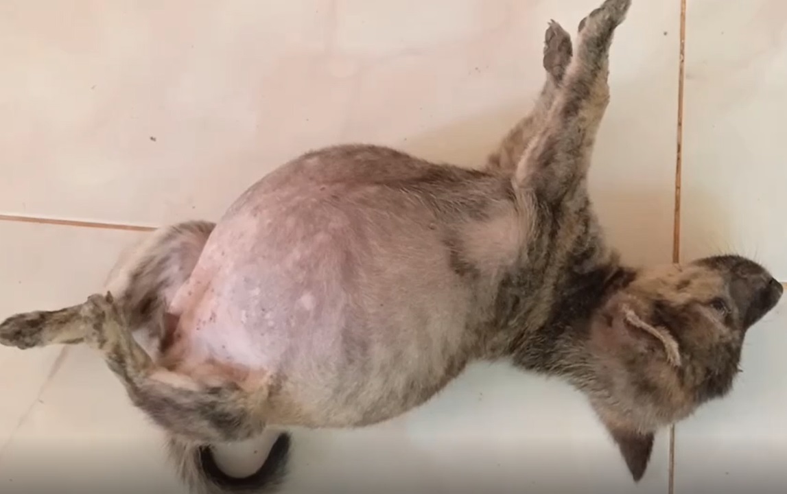 สุดเวทนา! ลูกสุนัข ท้องโตผิดปกติ นอนทีไรหงายท้องทุกที สุดเวทนา! ลูกสุนัข ท้องโตผิดปกติ นอนทีไรหงายท้องทุกที