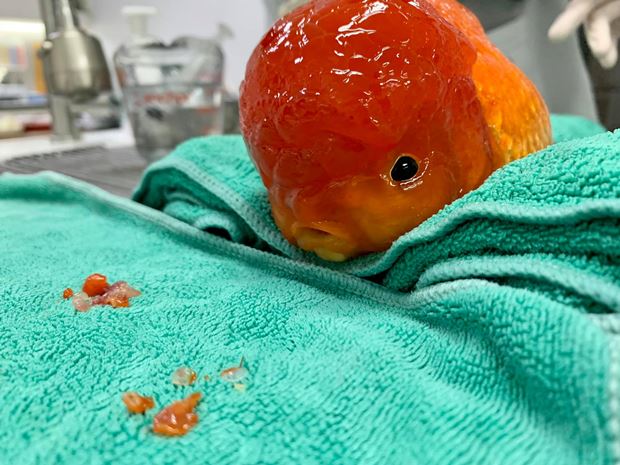 สัตวแพทย์ ผ่าตัดปลาทองสุดเนียน สัตวแพทย์ ผ่าตัดปลาทองสุดเนียน