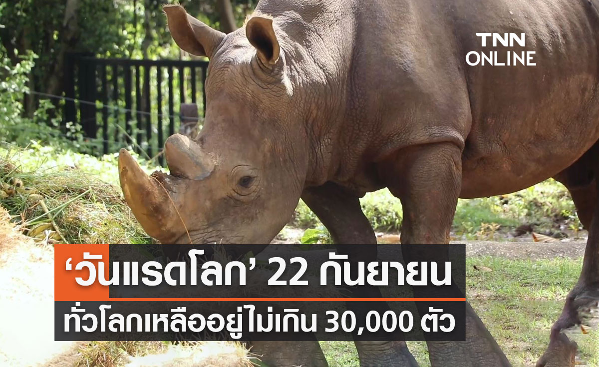 "วันแรดโลก" (World Rhino Day) 22 กันยายน จำนวนแรดทั่วโลกใกล้สูญพันธุ์