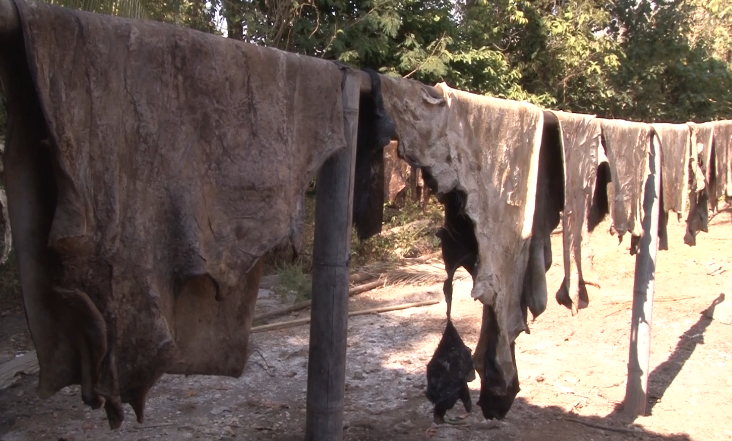 เปิดธุรกิจ หนังควายเค็มสำเร็จรูป โกยเงินเดือนละแสน เปิดธุรกิจ หนังควายเค็มสำเร็จรูป โกยเงินเดือนละแสน