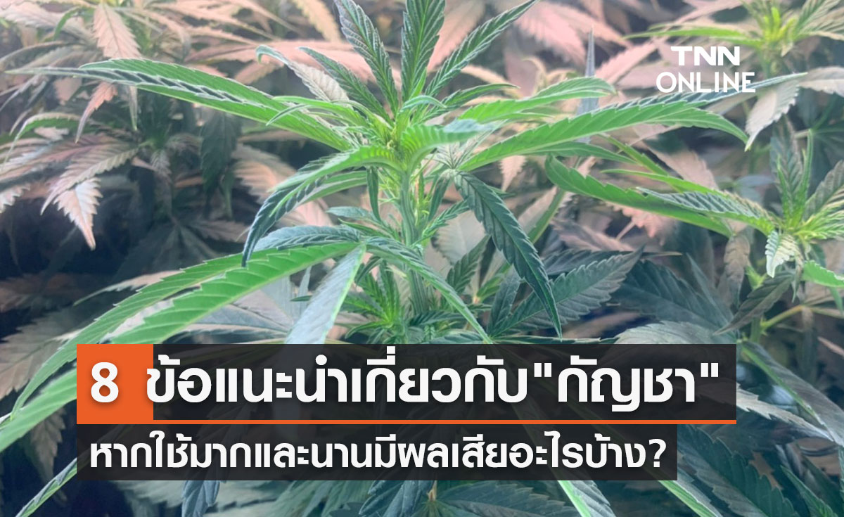 8 คำแนะนำ-ความรู้เกี่ยวกับ "กัญชา" ใช้มากและนานมีผลเสียอะไรบ้าง?