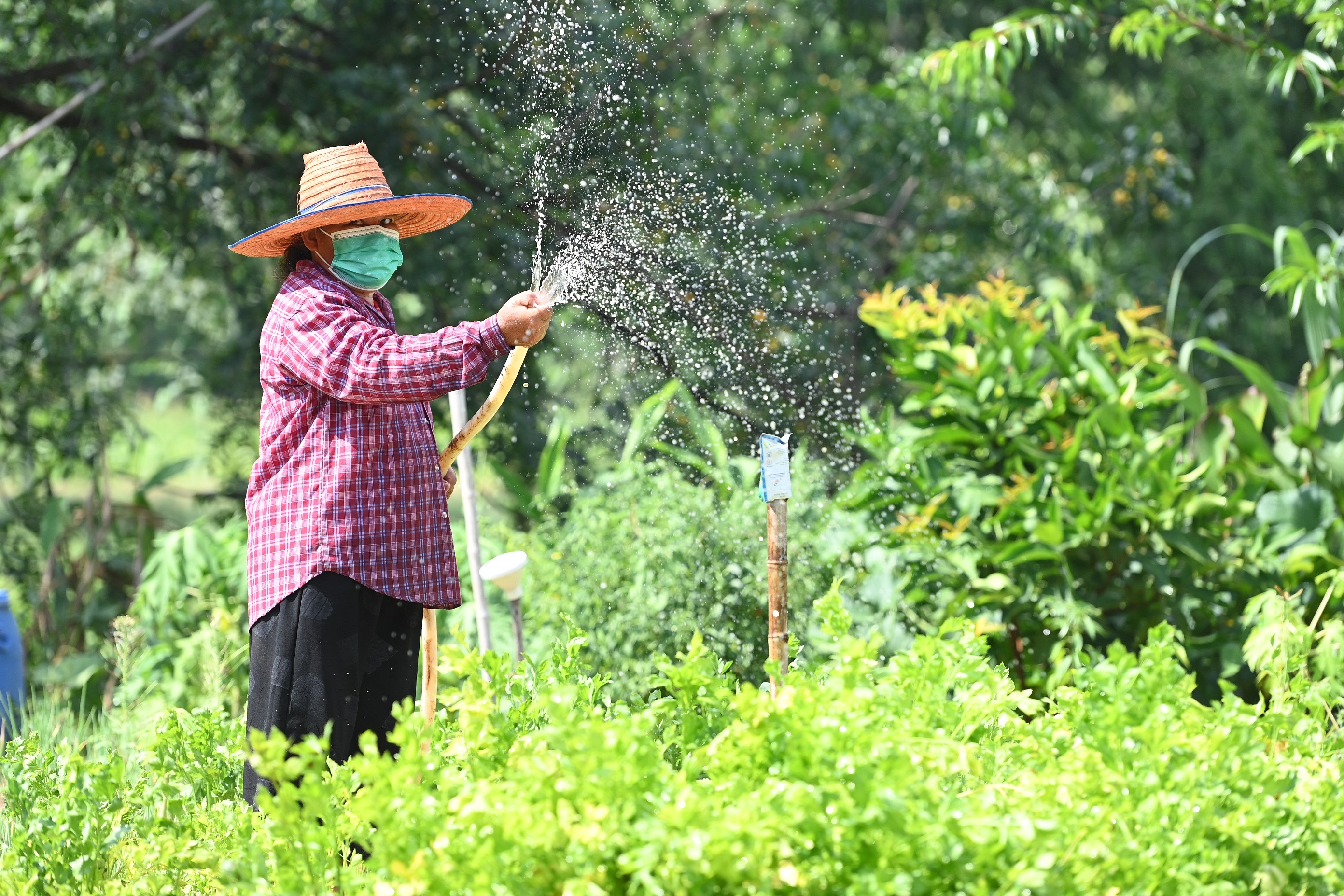 ปันน้ำปุ๋ย จากฟาร์มสุกรซีพีเอฟ ดูแลเกษตรกรสู้ภัยแล้ง ด้วยหลักเศรษฐกิจหมุนเวียน